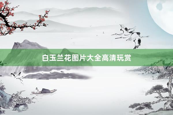 白玉兰花图片大全高清玩赏